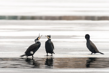 Fototapeta premium Three cormorants standing on the ice of a frozen lake