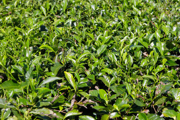 Closeup of tea plant growing in The Daintree in Tropical North Queensland, Australia