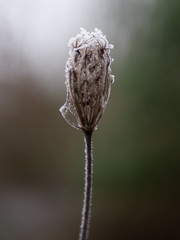 Frozen Flower