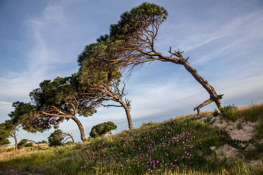 Arboles caidos