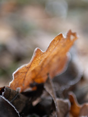 Autumn leaf closeup