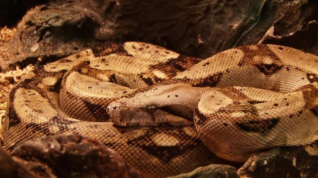 Huge snake coiled