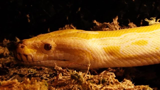 Yellow boa crawls and sticks out red tongue