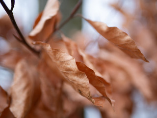 Autumn Leaves