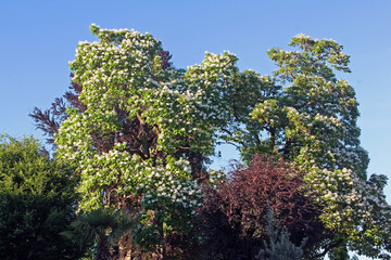 Blühende Trompetenbäume