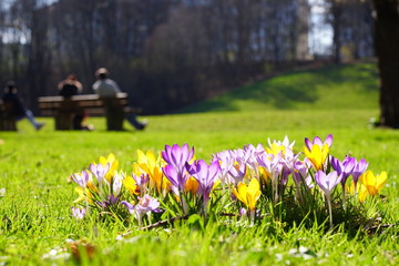 Crocusses in a park in the middle of munich - obrazy, fototapety, plakaty