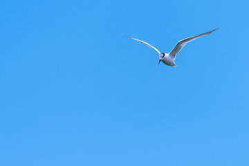Obraz premium Young sandwich tern in flight blue sky