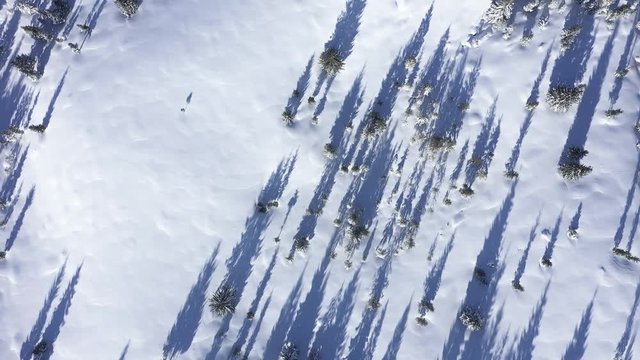 Winter aerial 4k drone view of snow covered fir trees and forest in the mountains