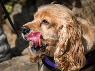 Portrait of a spaniel dog stretching out tongue