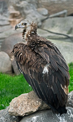 Cinereous vulture
