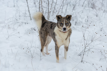 Dogs play in the snow in winter, Beautiful portrait of a pet on a sunny winter day	