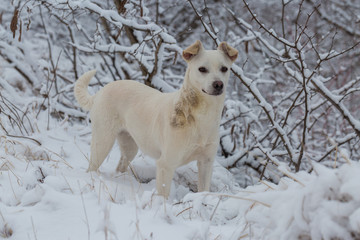 Dogs play in the snow in winter, Beautiful portrait of a pet on a sunny winter day	