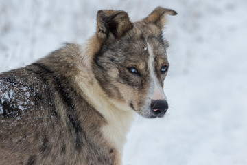 Dogs play in the snow in winter, Beautiful portrait of a pet on a sunny winter day	