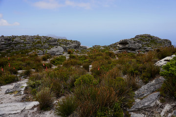 Fototapeta na wymiar vegetation on the Table mountain near Cape Town, South Africa