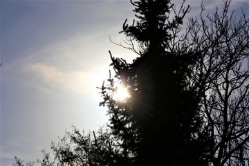 An Image of a tree, sunset