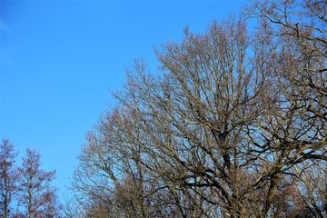 An Image of a tree, winter