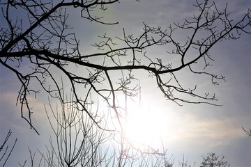 An Image of a tree, winter