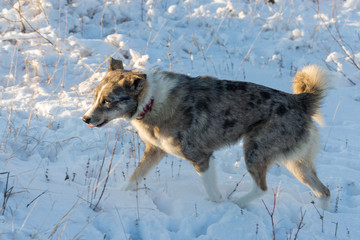 Dogs play in the snow in winter, Beautiful portrait of a pet on a sunny winter day	
