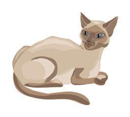 Siamese cat. Vector illustration, isolated on white.