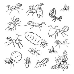 ants colony hand drawn sketch, vector illustration elements