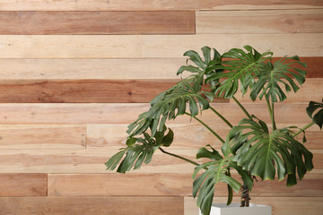 Big Monstera plant on wooden background