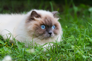 Naklejka na ściany i meble portrait of himalayan persian cat on the green grass in the summer