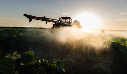 Farmer on a tractor with a sprayer makes fertilizer for young vegetable - obrazy, fototapety, plakaty