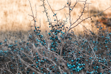 Fototapeta premium Thorn bushes with ripe berries against the background of the autumn sky. Close-up.