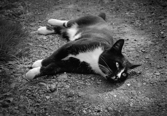 Black and white cat on the ground
