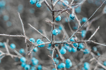 Blackthorn. Blue, ripe berries of wild blackthorn on a branch in late autumn. Blackthorn berries, Prunus spinosa.
