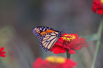 Fototapeta na wymiar monarch