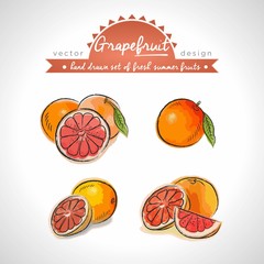 Grapefruit. Hand drawn collection of vector sketch detailed fresh fruits. Isolated	