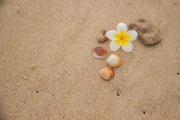 Fototapeta na wymiar Beautiful decor of magnolia flower and seashells on the sand with space for text