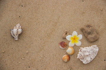 Fototapeta na wymiar Beautiful decor of magnolia flower and seashells on the sand with space for text