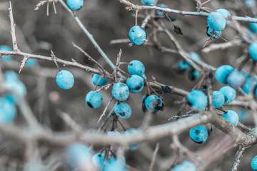 Wild blackthorn with blue-black fruits on the bush in autumn colors. Close-up