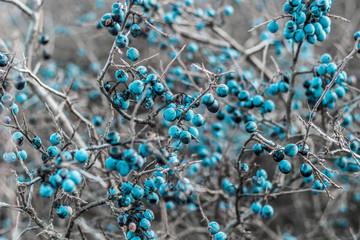 Blackthorn. Blue, ripe berries of wild blackthorn on a branch in late autumn. Blackthorn berries,...