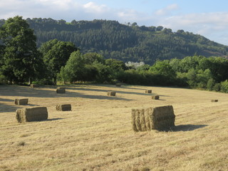 Square hay bales in a field © Clare