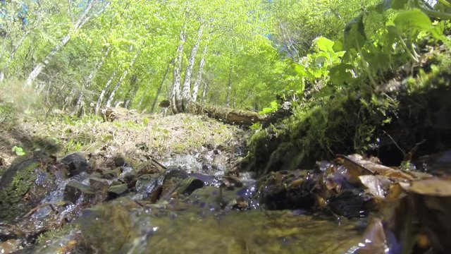 Mountain clean stream in the birch forest