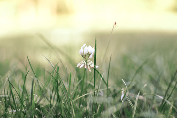Spring or summer seasonal clover flower, blooming outdoors. Toned foto.