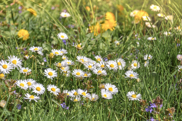 Spring or summer seasonal daisy flowers, blooming outdoors