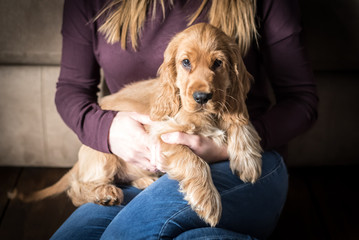 3 Month Old Cocker Spaniel