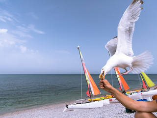 A european herring gull stealing an ice cream cone from a hand in flight