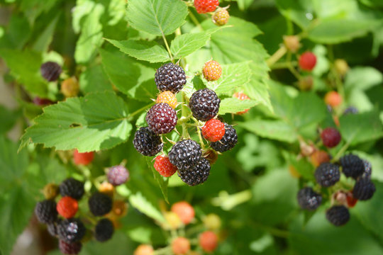 Ripe fresh blackberries in the fruit garden. Cultivated blackberries are notable for their significant contents of dietary fiber, vitamin C, and vitamin K