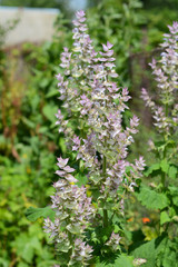 Salvia sclarea, the clary or clary sage, is a biennial or short-lived herbaceous perennial in the genus Salvia.