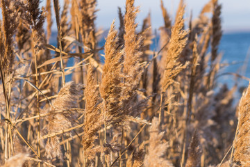 Fototapeta premium Selective soft focus of beach dry grass, reeds, stalks blowing in the wind at golden sunset light, horizontal, blurred sea on background, copy space/ Nature, summer, grass concept