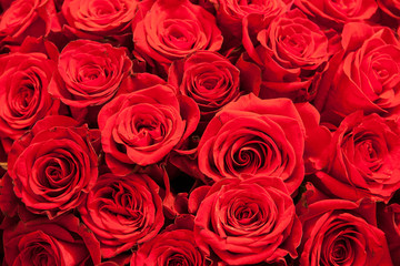 Romantic background of a bouquet of red