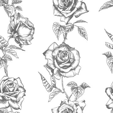 Seamless pattern Hand drawn sketch roses Detailed vintage botanical illuatration. Floral frame. Black silhouette isollated on white background.
