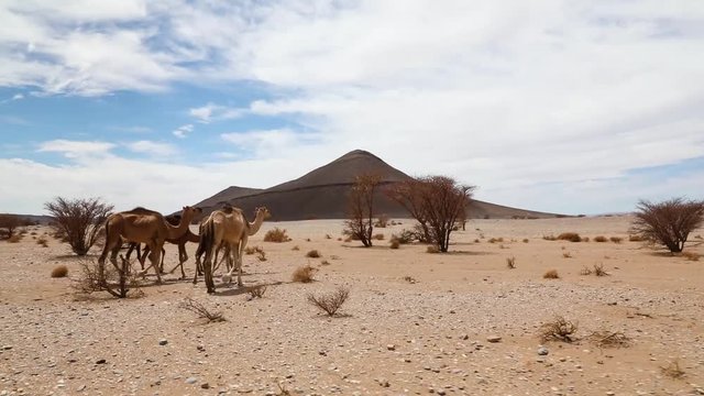 camel walking in the desert 
