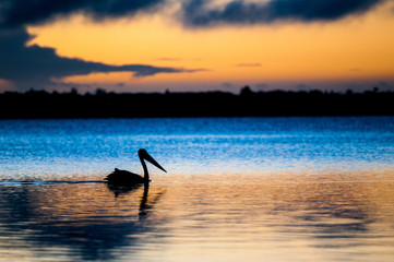 Fototapeta na wymiar Pelican silhouette at dawn