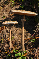 Parasol mushroom - Macrolepiota procera